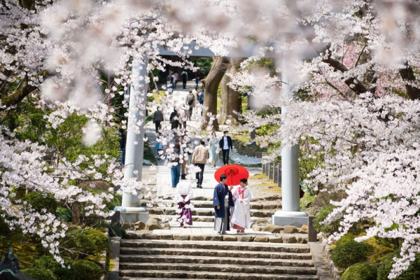 新潟県三条市　長岡市　新潟市　結婚式場　前撮りフォト　ロケーションフォト　桜　和装　ドレス　花嫁