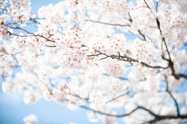 新潟県三条市　長岡市　新潟市　結婚式場　前撮りフォト　ロケーションフォト　桜　和装　ドレス　花嫁