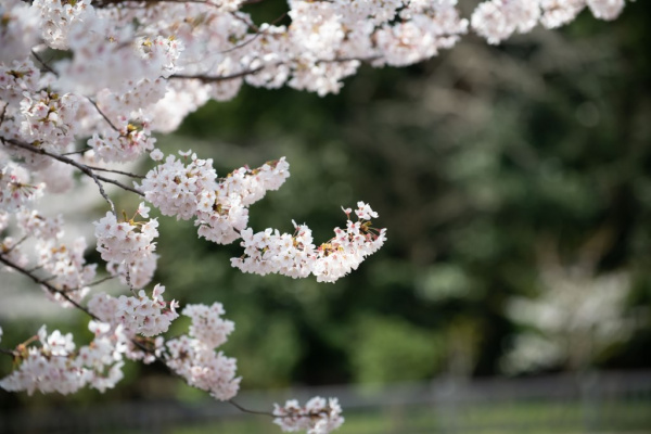 新潟県三条市　長岡市　新潟市　結婚式場　前撮りフォト　ロケーションフォト　桜　和装　ドレス　花嫁