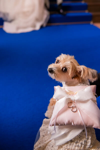 新潟県 三条市 見附市 結婚式場 長岡市 ペット婚 家族 前撮り 愛犬 チャペル リングドッグ
