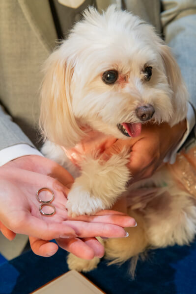 新潟県 三条市 見附市 結婚式場 長岡市 ペット婚 家族 前撮り 愛犬 チャペル リングドッグ