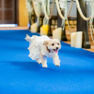 ＼ペットも参加ＯＫ！／大切な家族と一緒に叶える特別な結婚式♥～ペット婚の魅力～