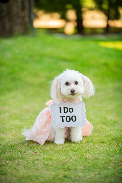 新潟県 三条市 見附市 結婚式場 長岡市 ペット婚 家族 前撮り 愛犬 チャペル リングドッグ